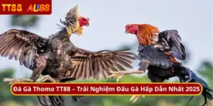 Đá Gà Thomo TT88 – Trải Nghiệm Đấu Gà Hấp Dẫn Nhất 2025